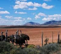 Oudtshoorn Oudtshoorn